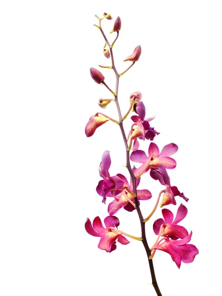 Hermoso capullo de flor de orquídea rosa aislado sobre fondo blanco — Foto de Stock