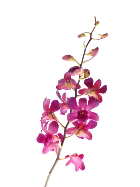 Hermoso capullo de flor de orquídea rosa aislado sobre fondo blanco — Foto de Stock