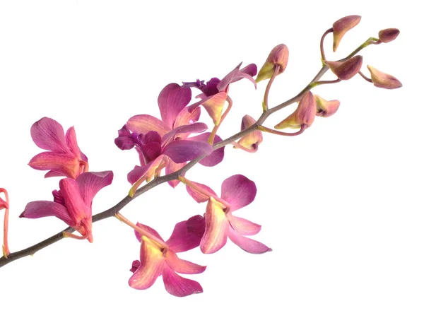 Hermoso capullo de flor de orquídea rosa aislado sobre fondo blanco — Foto de Stock