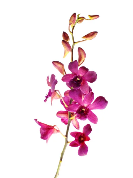 Bonito botão de flor de orquídea rosa isolado no fundo branco — Fotografia de Stock