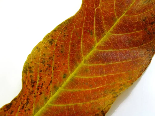 Close up of colorful textures leaf colors — Stock Photo, Image