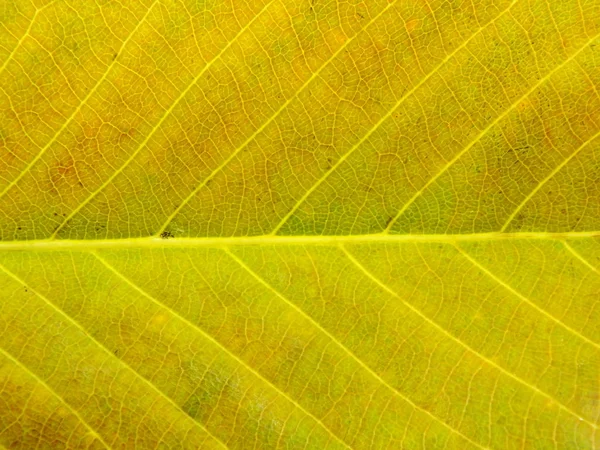 Nahaufnahme von bunten Texturen Blattfarben — Stockfoto