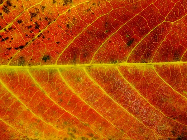 Close-up van kleurrijke texturen bladkleuren — Stockfoto