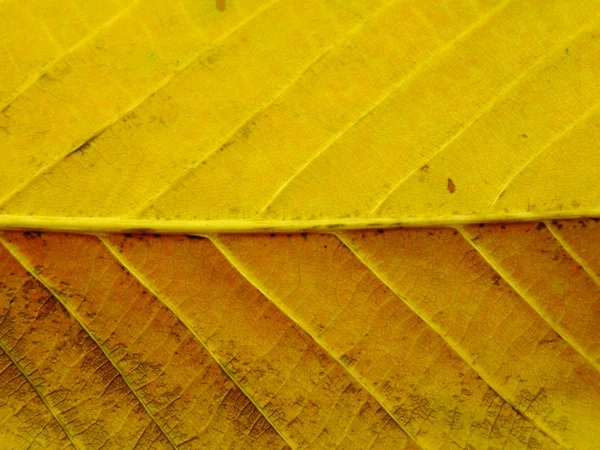 Close up of colorful textures leaf colors — Stock Photo, Image