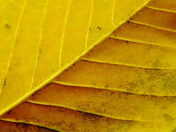 Close-up van kleurrijke texturen bladkleuren — Stockfoto