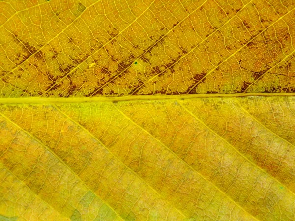 Close-up van kleurrijke texturen bladkleuren — Stockfoto