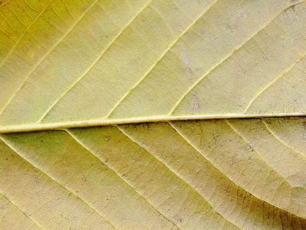 Закрыть красочные цвета листьев текстур — стоковое фото