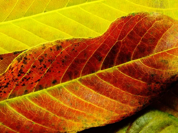Close up of colorful textures leaf colors — Stock Photo, Image