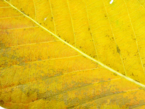 Gros plan de textures colorées couleurs des feuilles — Photo