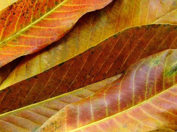 Close up of colorful textures leaf colors — Stock Photo, Image