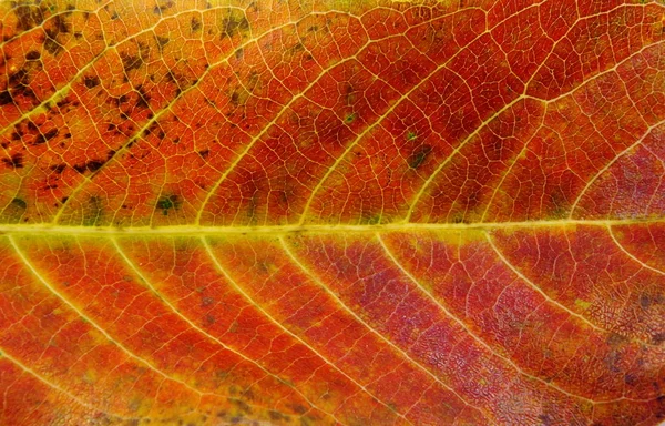 화려한 텍스처 잎 색상의 클로즈업 — 스톡 사진