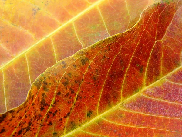 Close up of colorful textures leaf colors — Stock Photo, Image