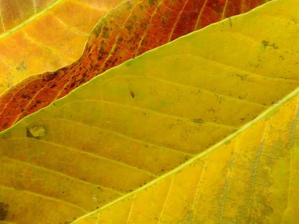 Close-up van kleurrijke texturen bladkleuren — Stockfoto