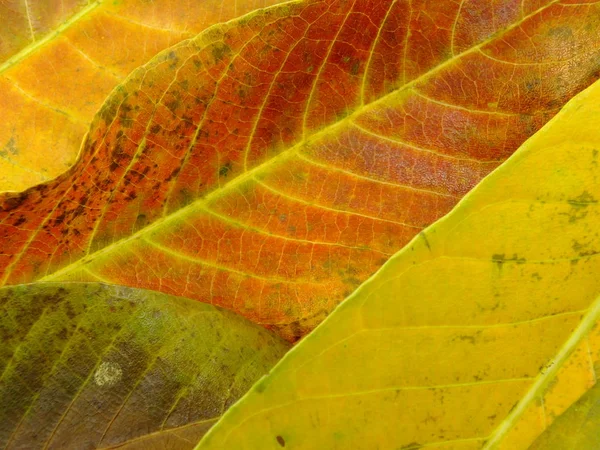 Close up of colorful textures leaf colors — Stock Photo, Image