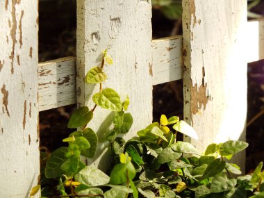 Yeşil sarmaşık ve ahşap arka plan doku