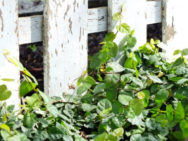 Yeşil sarmaşık ve ahşap arka plan doku