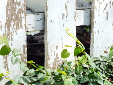 Yeşil sarmaşık ve ahşap arka plan doku