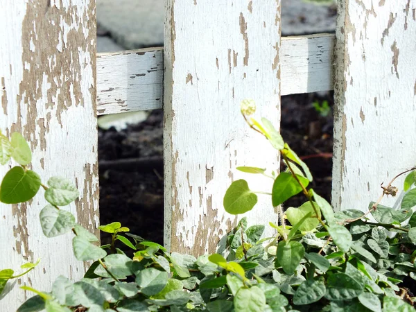 Yeşil sarmaşık ve ahşap arka plan doku