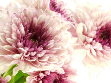 güzel Kasımpatı pembe çiçekler buket