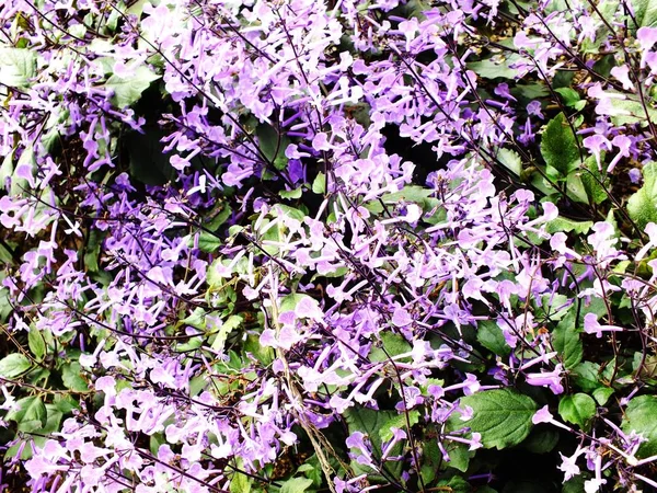 밝고 아름 다운 보라색 개화 꽃 배경 — 스톡 사진