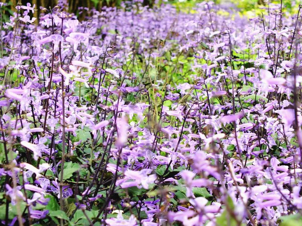 밝고 아름 다운 보라색 개화 꽃 배경 — 스톡 사진