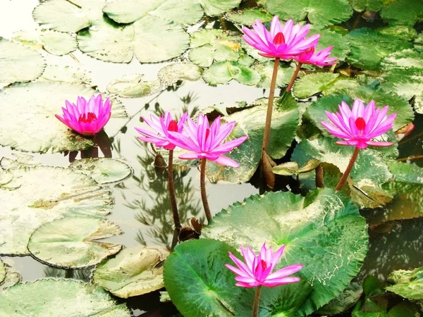 Hermosa flor de loto en flor — Foto de Stock