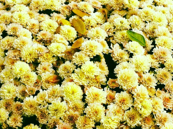 Kleurrijke chrysanten groeien in de tuin — Stockfoto
