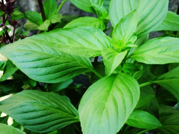 Basilikum grüne Blätter schließen aromatische Zutat in kulinarischen Rohstoffen — Stockfoto