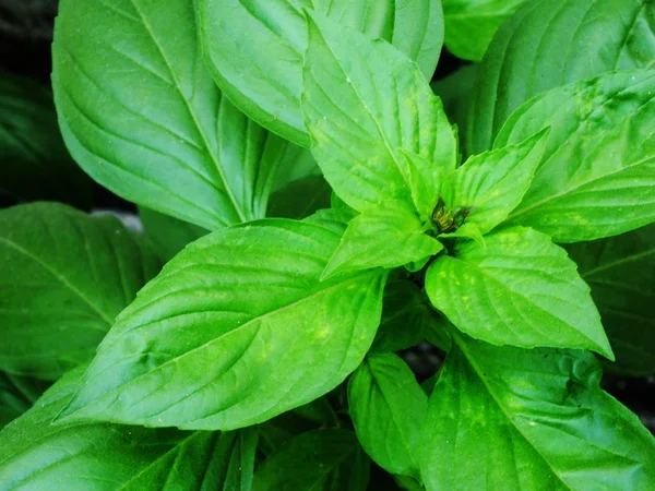 Basilikum grüne Blätter schließen aromatische Zutat in kulinarischen Rohstoffen — Stockfoto