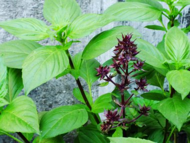 fesleğen yeşil mutfak aromatik madde yakın ham yaprağı