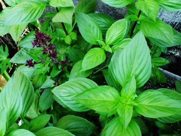 Basilikum grüne Blätter schließen aromatische Zutat in kulinarischen Rohstoffen — Stockfoto