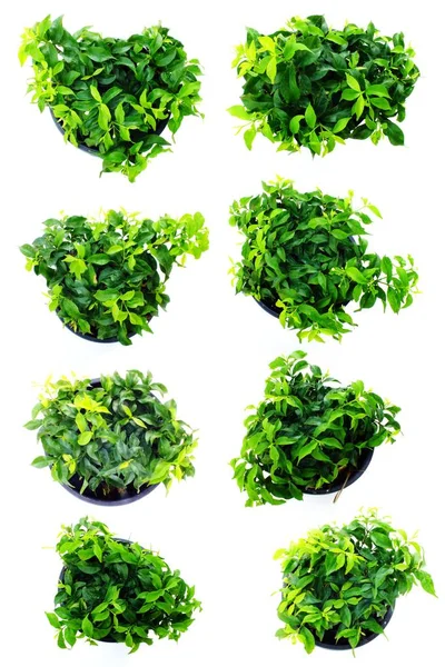 Pianta verde raccolta isolata su sfondo bianco — Foto Stock
