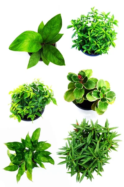 Fehér alapon zöld növényi, elszigetelt gyűjtemény — Stock Fotó