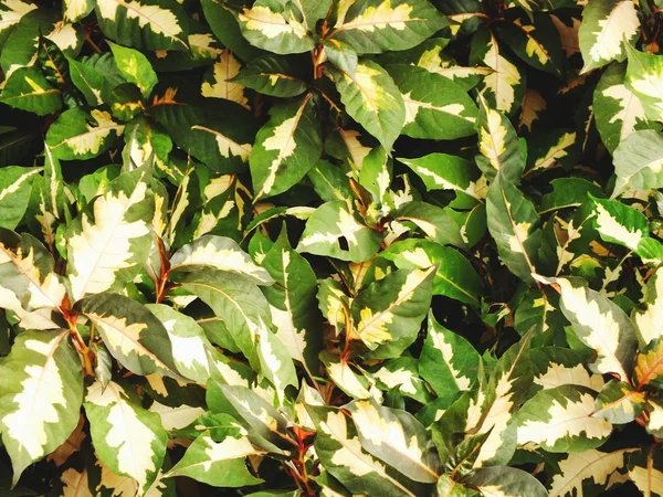 Bovenaanzicht Natuurlijke Groene Bladeren Textuur Achtergrond — Stockfoto