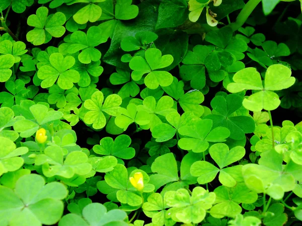 stock image green fresh leave texture natural background