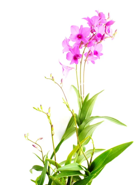 Güzel Pembe Orkide Çiçek Beyaz Arka Plan Üzerinde Izole Bud — Stok fotoğraf