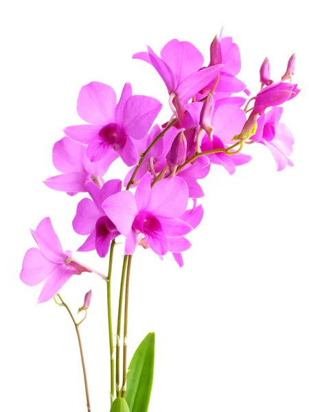 Güzel Pembe Orkide Çiçek Beyaz Arka Plan Üzerinde Izole Bud — Stok fotoğraf