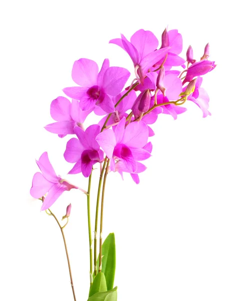 Hermoso Capullo Flor Orquídea Rosa Aislado Sobre Fondo Blanco — Foto de Stock