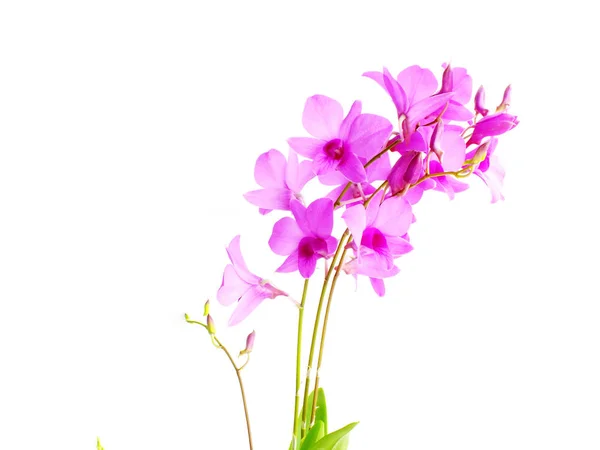 Hermoso Capullo Flor Orquídea Rosa Aislado Sobre Fondo Blanco — Foto de Stock