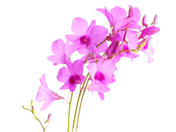 Hermoso Capullo Flor Orquídea Rosa Aislado Sobre Fondo Blanco — Foto de Stock