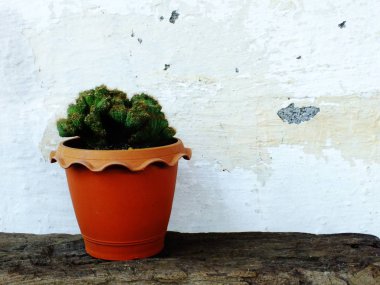 Natürmort doğal kaktüs bitkileri dokulu ahşap arka plan üzerinde