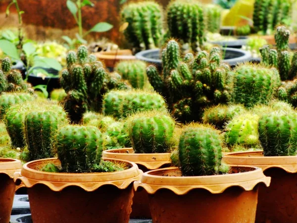 Many Cactus Pots Wood Shelf Garden — Stock Photo, Image