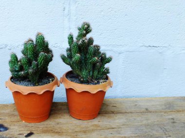 Natürmort doğal kaktüs bitkileri dokulu ahşap arka plan üzerinde