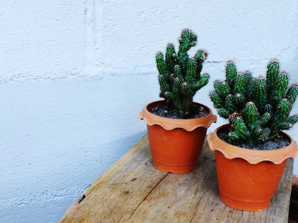 Still life natural cactus plants on wooden background textured — Stock Photo, Image