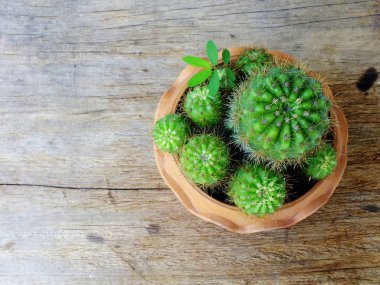 Natürmort doğal kaktüs bitkileri dokulu ahşap arka plan üzerinde