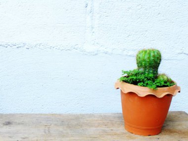 Natürmort doğal kaktüs bitkileri dokulu ahşap arka plan üzerinde