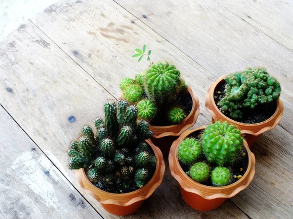 Still life natural cactus plants on wooden background textured — Stock Photo, Image