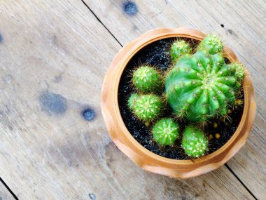 Natürmort doğal kaktüs bitkileri dokulu ahşap arka plan üzerinde