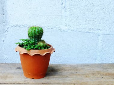 Natürmort doğal kaktüs bitkileri dokulu ahşap arka plan üzerinde