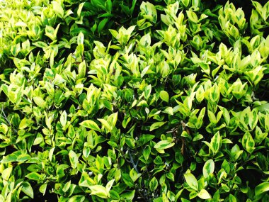 Üstten Görünüm doğal yeşil doku arka plan yaprakları